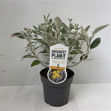 Brachyglottis Sunshine