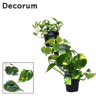 Scindapsus Mix