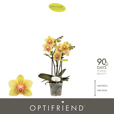 Phal 3st Optifriend Indy 25+ (opti)