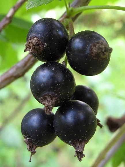 Смородина черная Лентяй