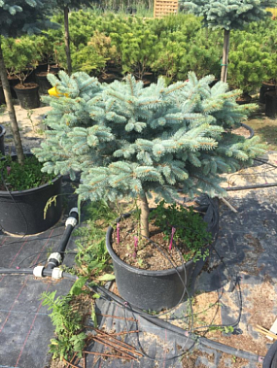 Ель колючая Глаука Глобоза штамб ком + горшок