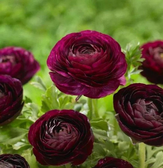 Лютик пурпурный