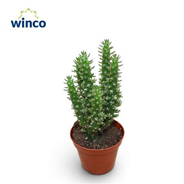 Cylindropuntia Subulata