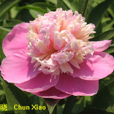Пион травянистый Весенняя Палитра в тубе