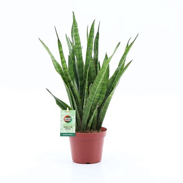 Sansevieria Kirkii