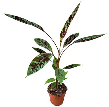 Musa Acuminata Zebrina