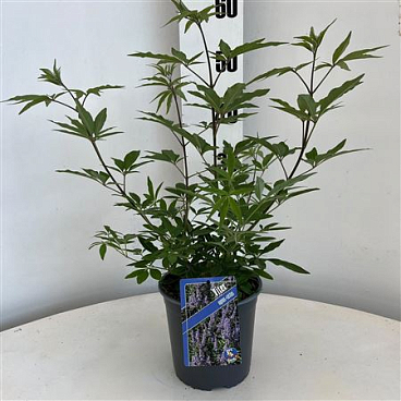 Vitex Agnus-castus