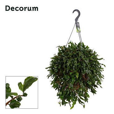 Microgramma Nitida Monkeyhill Xxl