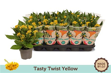 Celosia Tasty Twist Yellow
