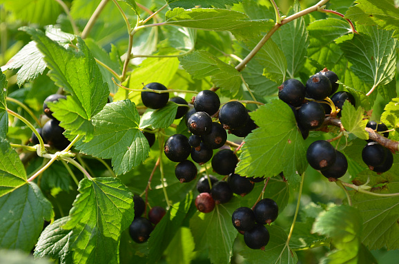 Смородина черная Пигмей