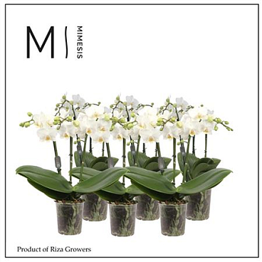Phal 3st Multi White 30+ (mimesis)