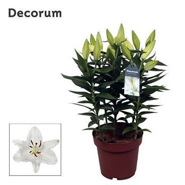 Lilium Or Oxygen 5pp (decorum)
