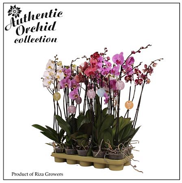 Phal 2st Authentic Mix 12+