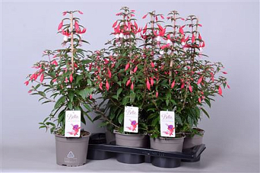 Fuchsia Bella Evita