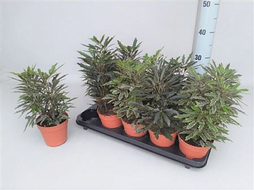 Dizygotheca Elegans Mix