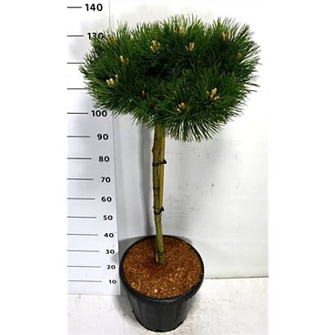 Pinus Nigra Keightly Broom On Stem