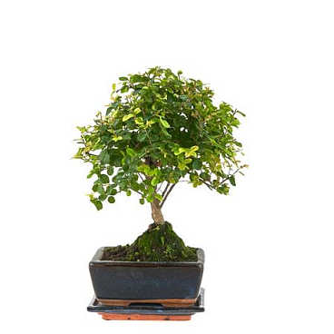 Bonsai Sageretia Theezans With Drip Tay