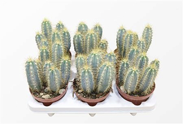 Pilosocereus Azureus