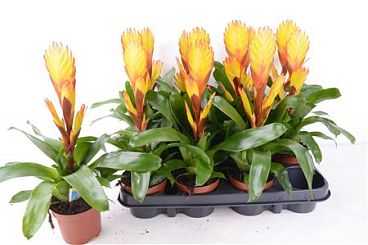 Vriesea Electric