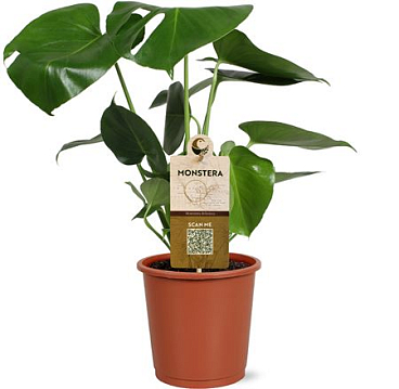Monstera Deliciosa In Sleeve