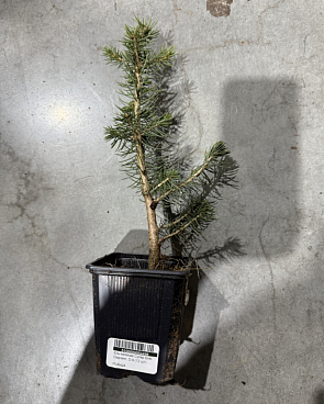 Ель колючая Супер Блю Сидлинг