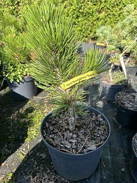 Сосна белокорая Нана