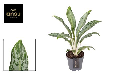 Aglaonema Grey Seal