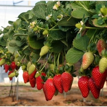 Земляника Гирлянада