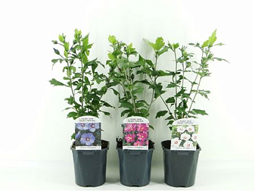 Hibiscus Syriacus Mix