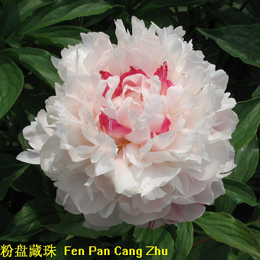 Пион травянистый Жемчужное Ожерелье в тубе