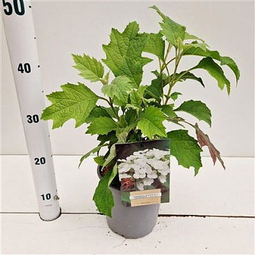 Hydrangea Quer Snow Queen