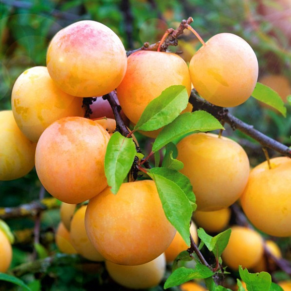 Слива домашняя Светлячок в тубе