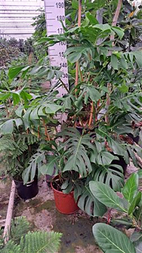 Monstera Deliciosa Bush