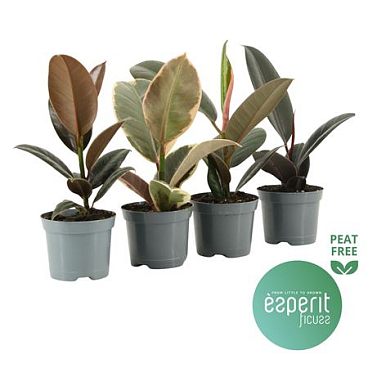 Ficus El Mix 3-4 Sorts