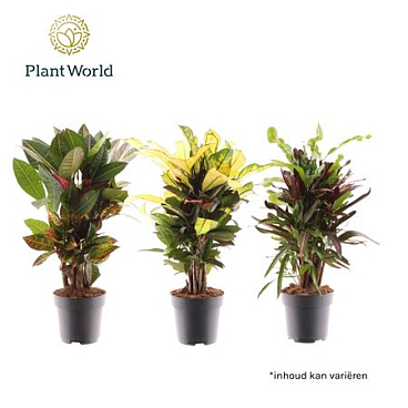 Codiaeum Mix Branched