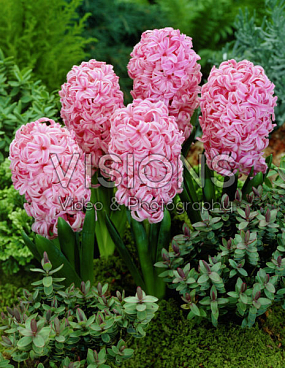 Гиацинт садовый Анна Мари