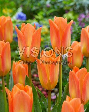 Тюльпан гибрид фостера Оранж Эмперор