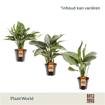 Aglaonema Mixed