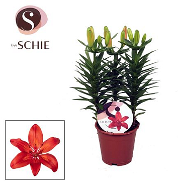 Lilium As Matrix Red 3pp