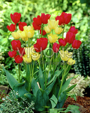 Тюльпан многоцветковый микс