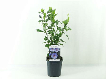 Hibiscus Syr Oiseau Blue