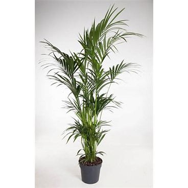 Howea Forsteriana 12pp