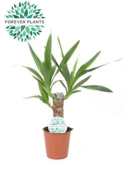 Yucca 20cm Stem 2+