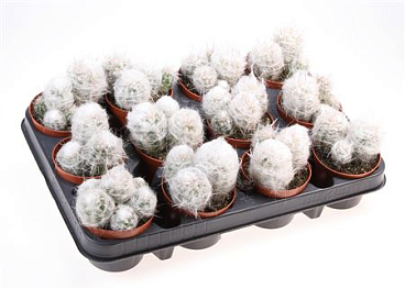 Oreocereus Trollii