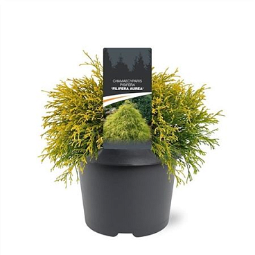 Chamaecyparis Pis Filifera Aurea