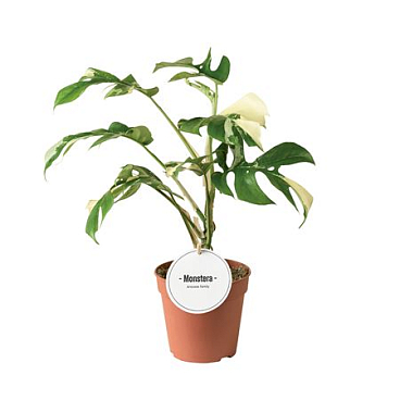 Monstera Tetrasperma Variegated