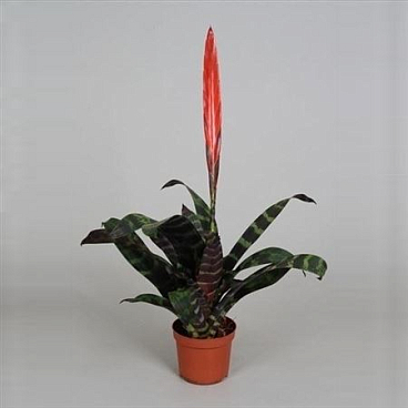 Vriesea Splenriet