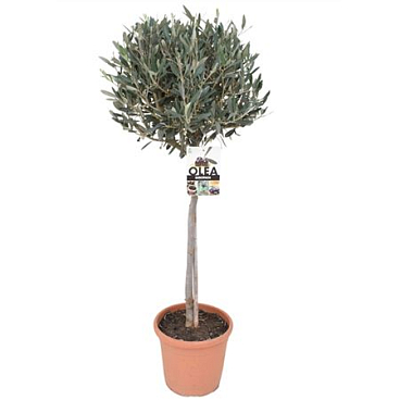 Olea Europea On Stem