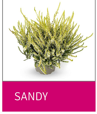 Каллуна обыкновенная Сэнди