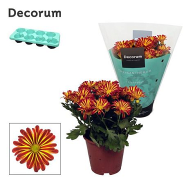Chrys Margarita Bicolor Flame (decorum)